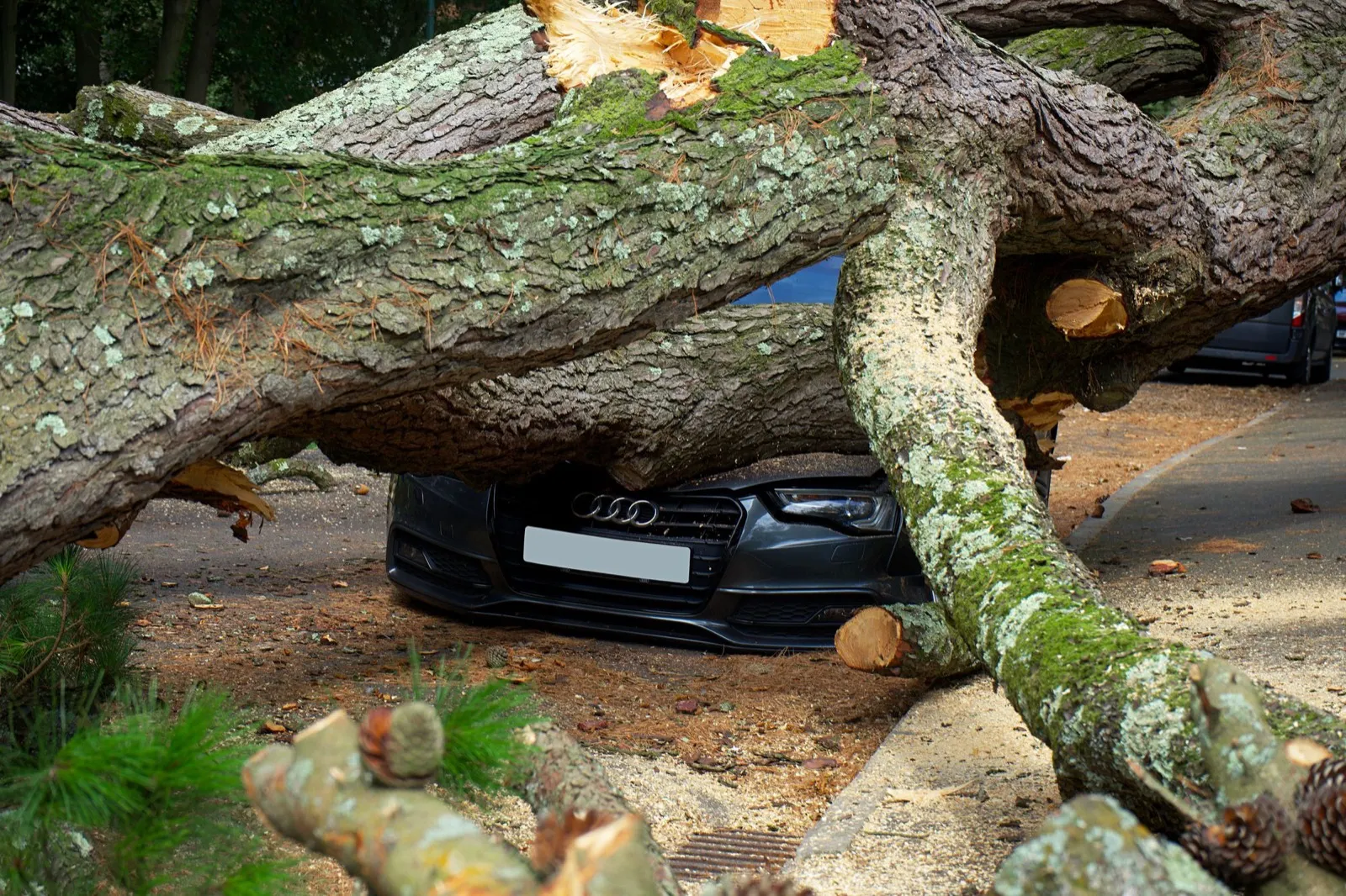 A broken tree lying across a dark sedan after a storm